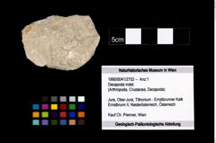 Foto (Objekt + Etikett) von Decapoda indet.  (NHMW-GEO-1990-0041-2702)